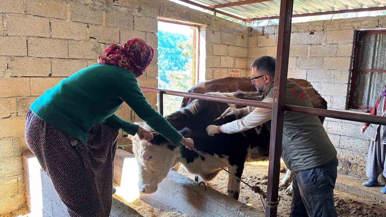 Gazipaşa’da hayvan sağlığı için sahada yoğun mesai
