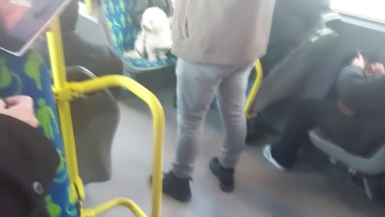Metrobüste köpek koltukta oturdu, sosyal medyada tartışma başladı
