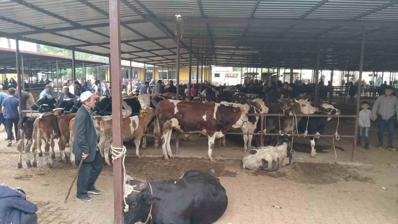 Aydın’da hayvan pazarlarında yeni dönem: "Kurallar ve saatler belirlendi"
