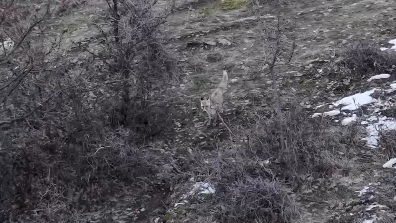 Hasköy’de tilkilerin dron ile imtihanı
