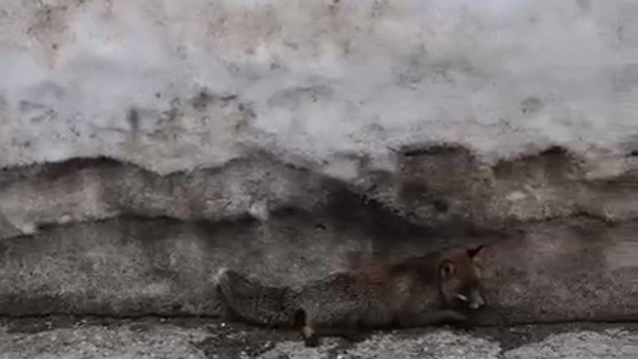 Uludağ’da tilkiye çarpan otomobil sürücüsü yaralı halde bırakıp kaçtı
