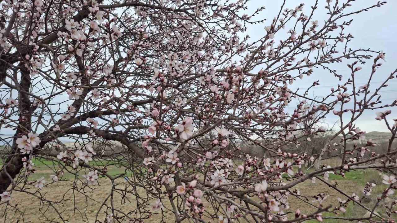 Yalancı bahara aldanan ağaçlar erkenden çiçek açtı
