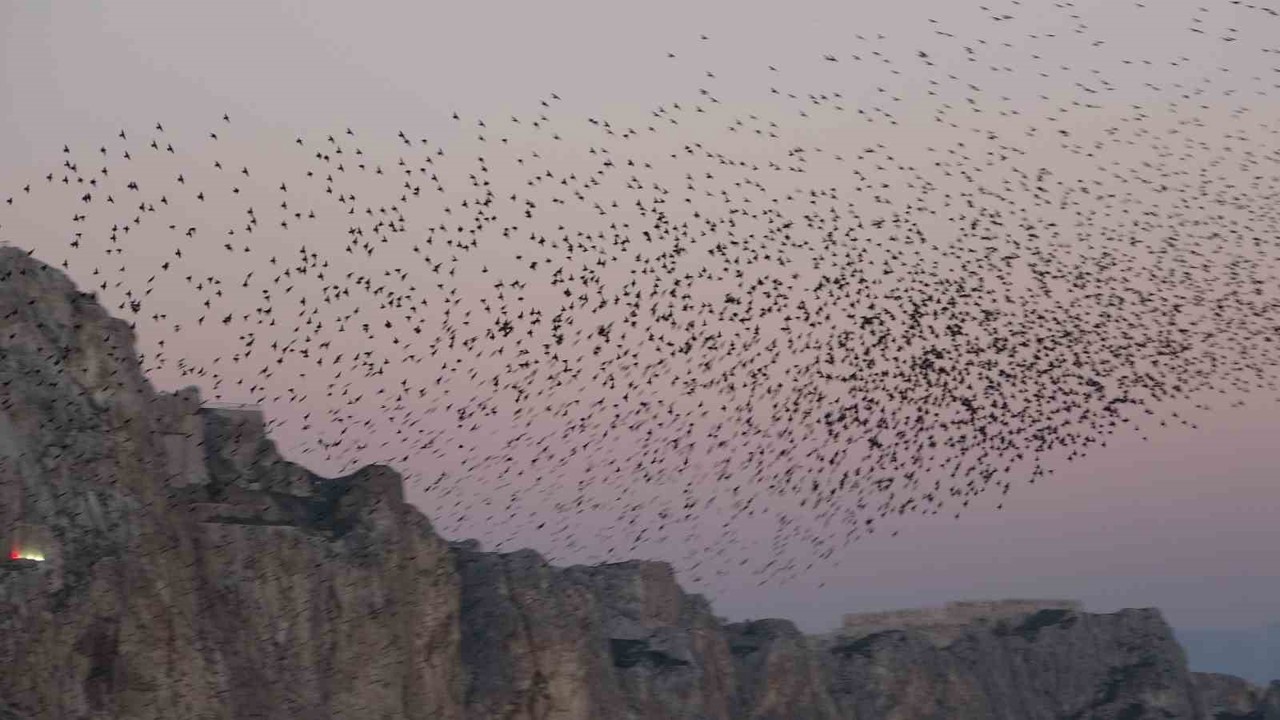 Van Kalesi’nde eşsiz bir gösteri: Sığırcık kuşları havada dans etti
