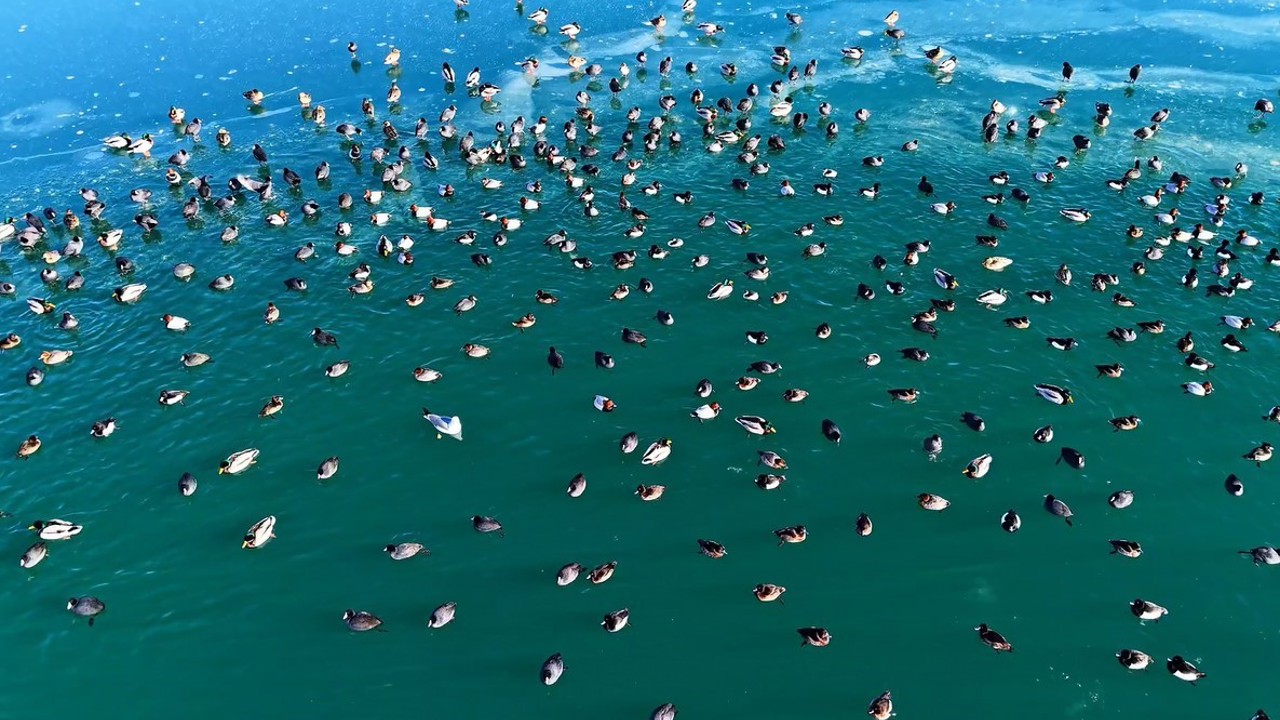 Nazik Gölü’nde ördekler görsel şölen oluşturdu
