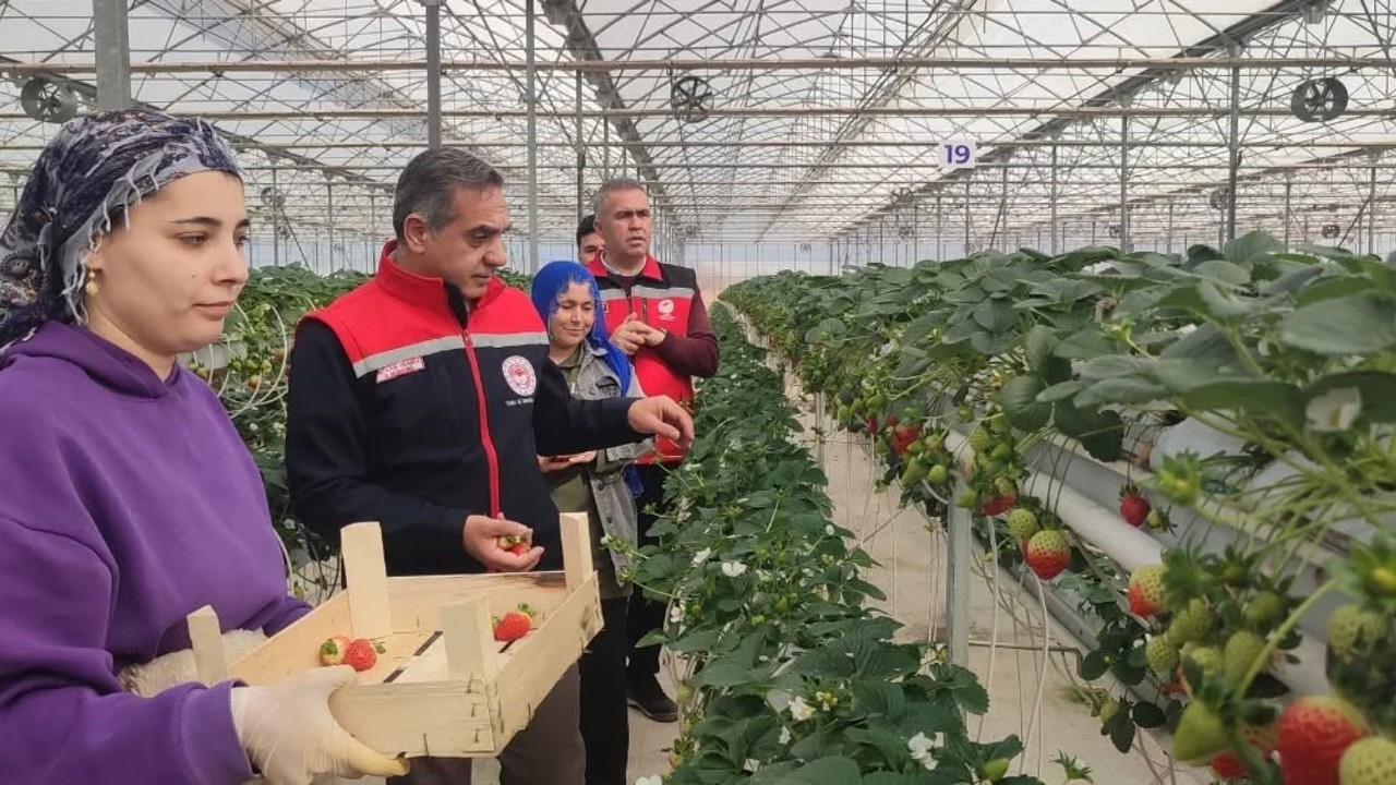 Aydın’da çilek hasadı başladı
