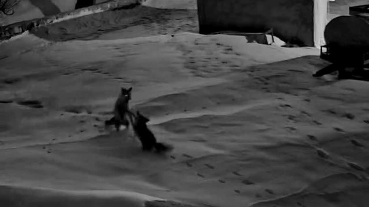 Köye inen tilkiler birbirine girdi, o anlar kameraya yansıdı
