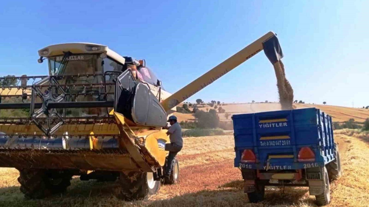 Türkiye’nin yem bitkisi ihtiyacını Samsun karşılıyor
