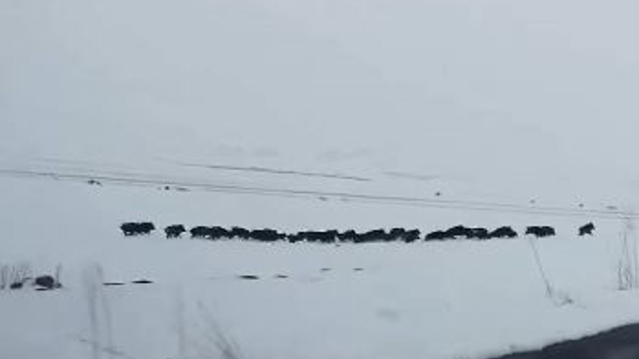 Karlı arazide ilerleyen domuz sürüsü görüntülendi
