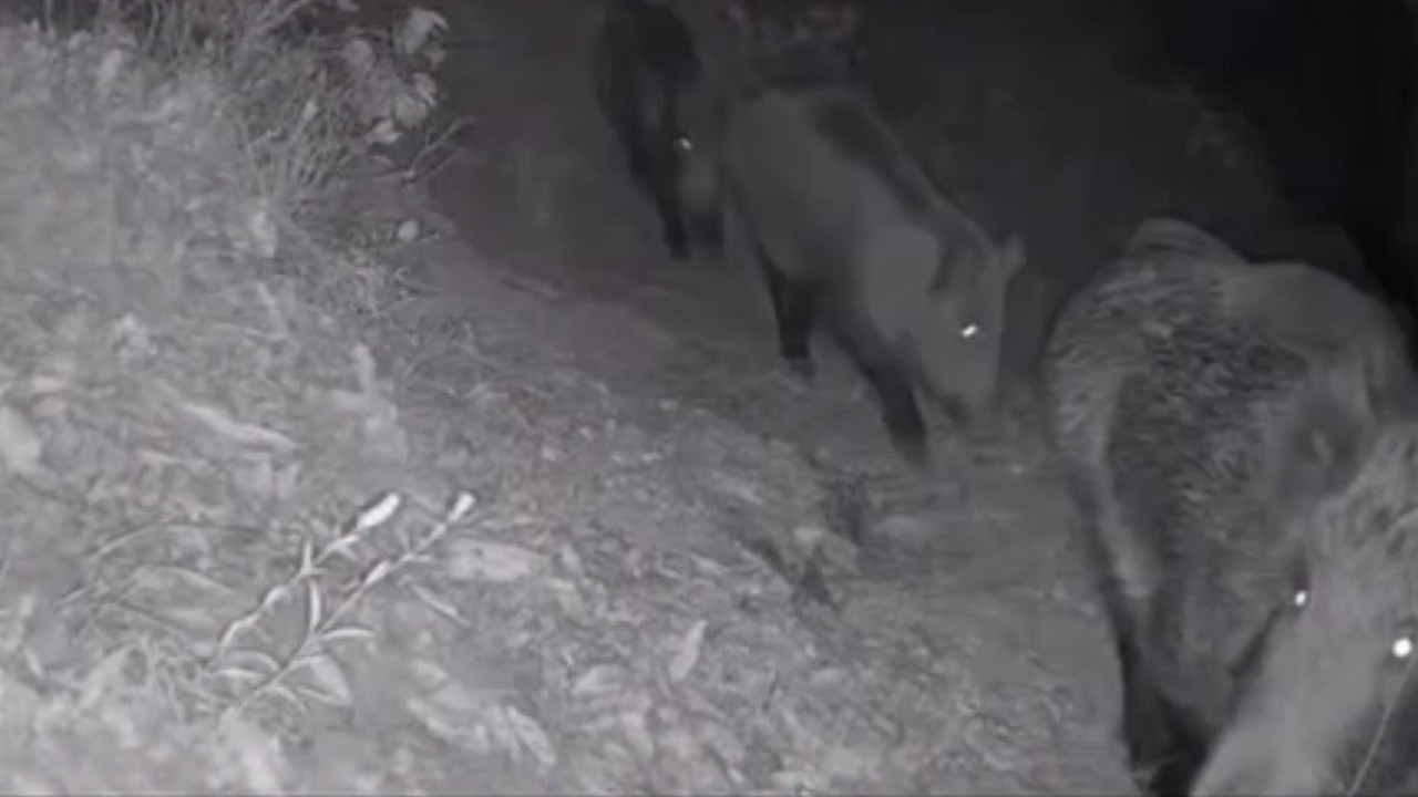 Diyarbakır’da yaban hayvanları foto kapana yakalandı
