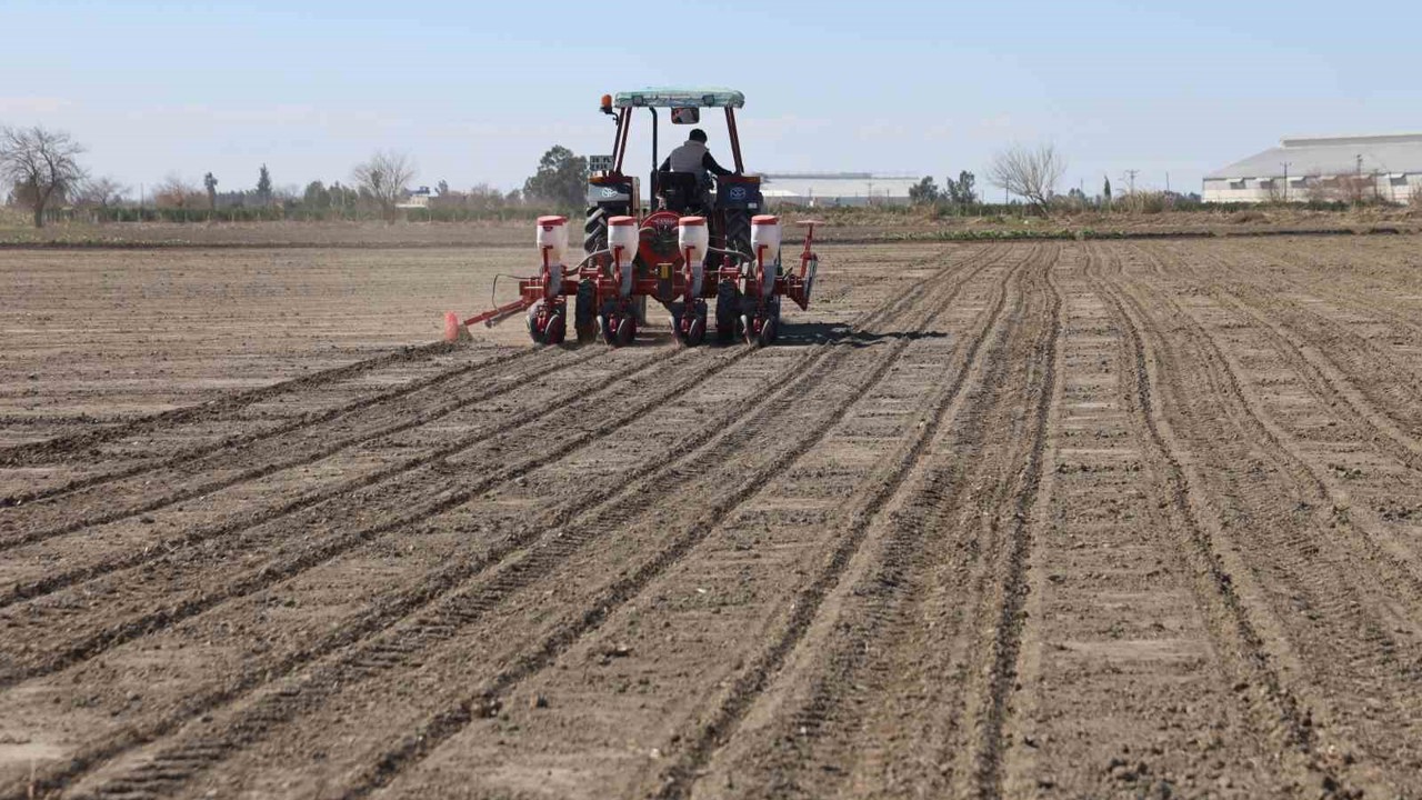 Çukurova’nın bereketli toprakları mısır ve ayçiçeği tohumları ile buluştu
