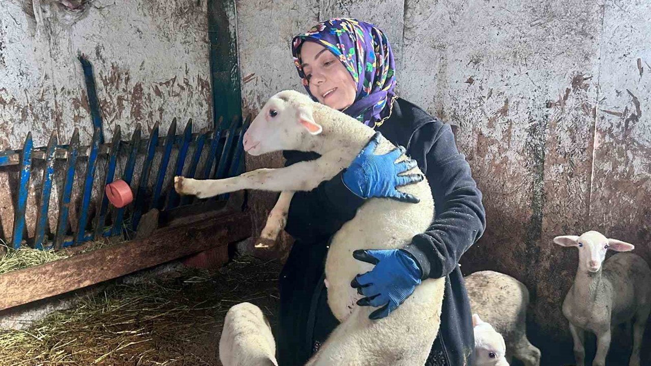 Şehir hayatını bırakıp üretime yöneldi: Kadın girişimci Fransız koyunlarıyla dikkat çekiyor
