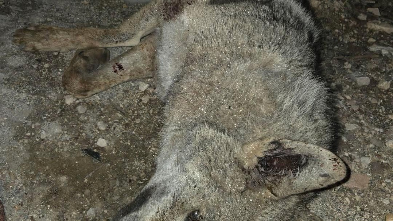 Otomobilin çarptığı kurt telef oldu
