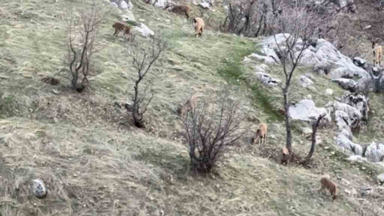 Diyarbakır’da nesli koruma altında olan dağ keçileri görüldü

