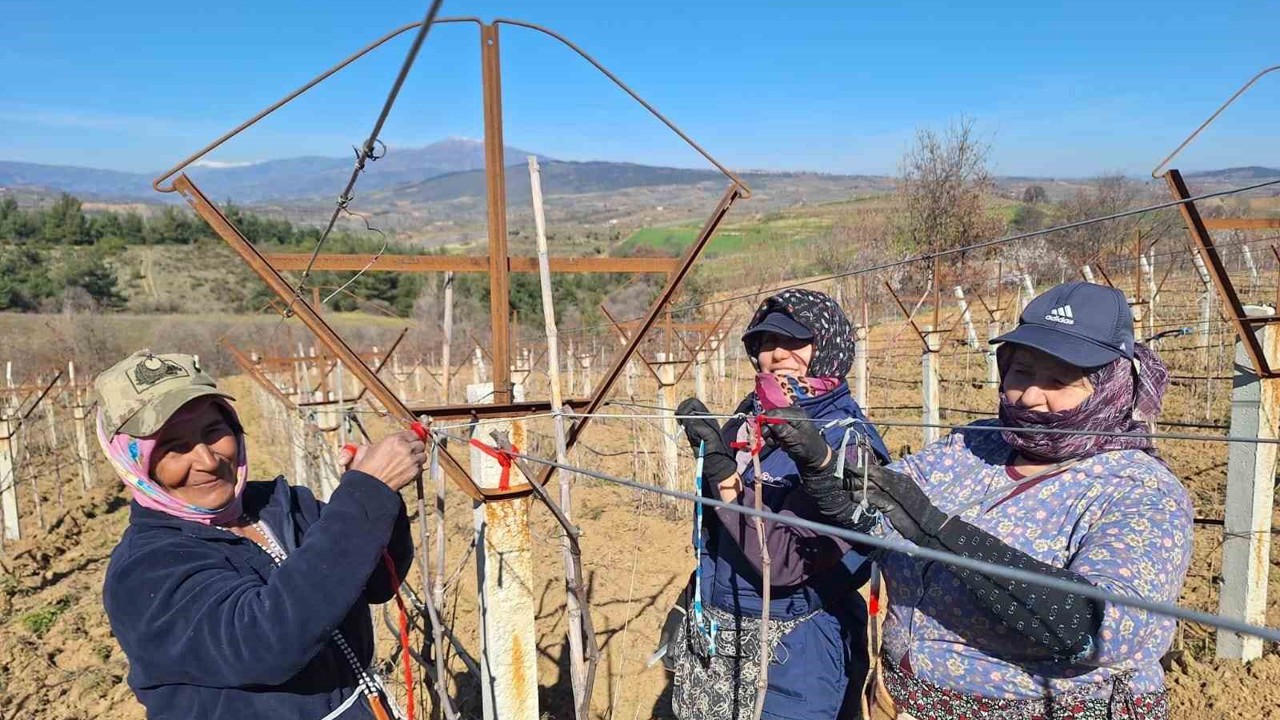 Sarıgöllü kadınlar 8 Mart’ı bağlarda çalışarak kutladı
