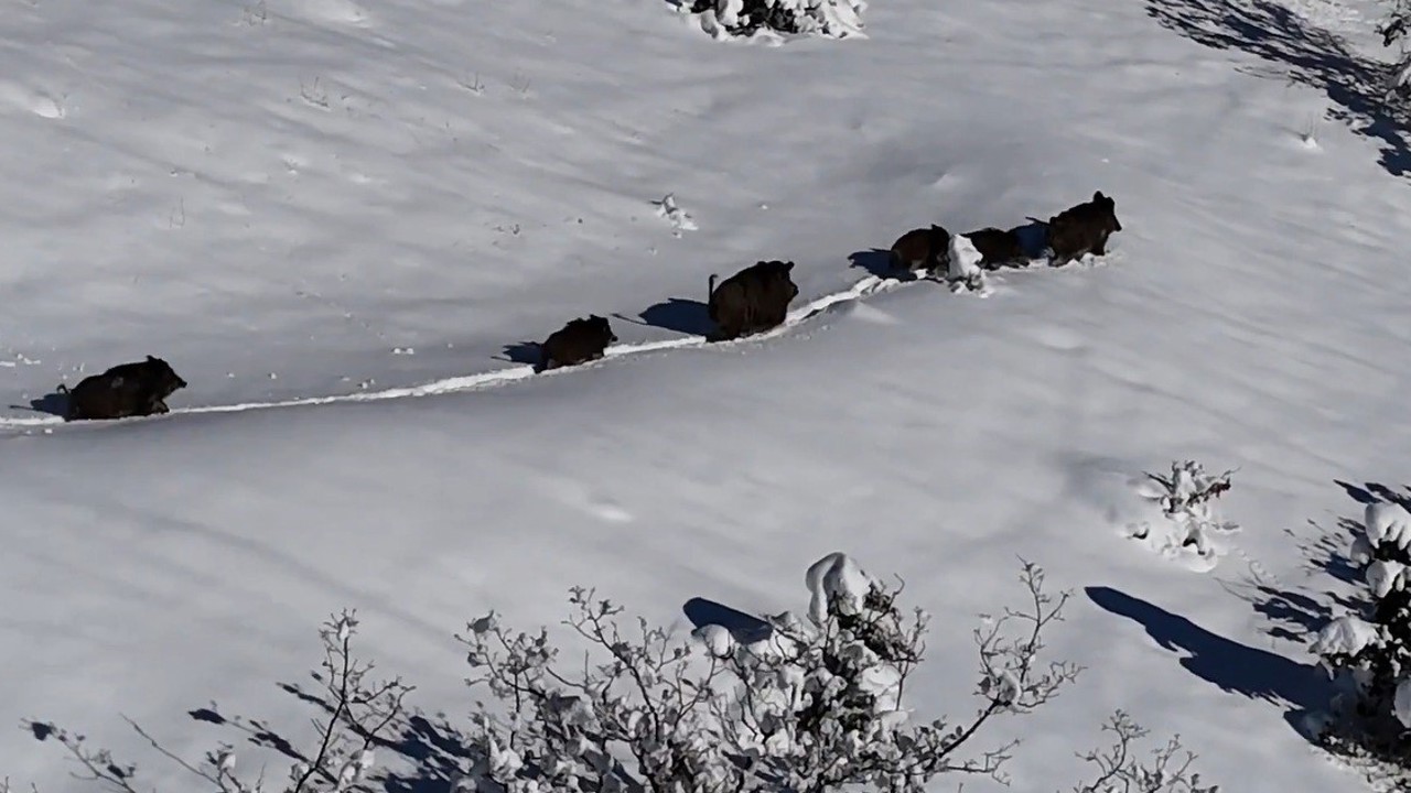 Karlı arazide ilerleyen domuz sürüsü havadan görüntülendi
