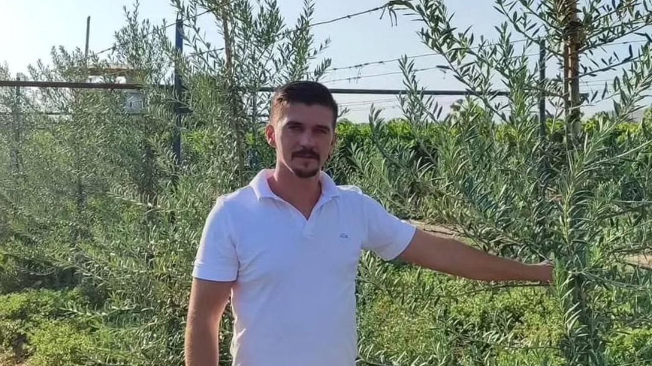 Sarıgöl’de ’bodur’ zeytin dönemi
