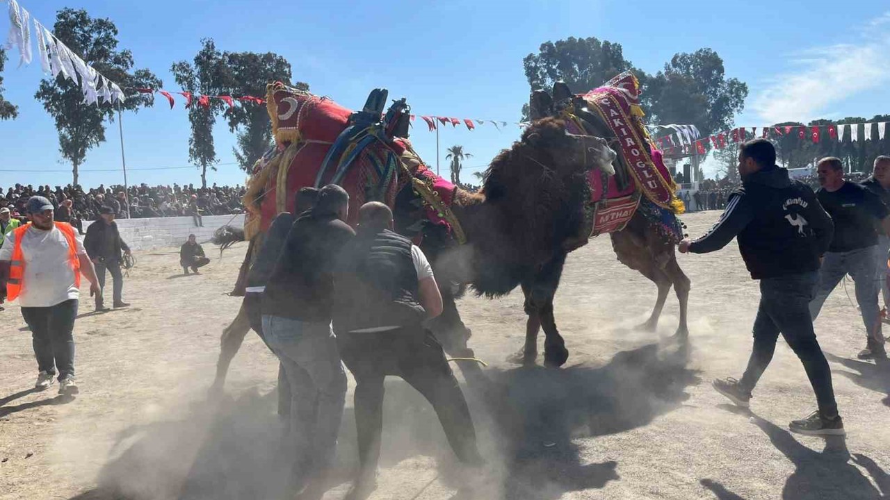Şap karantinası kalktı, deve güreşleri İncirliova’da başladı
