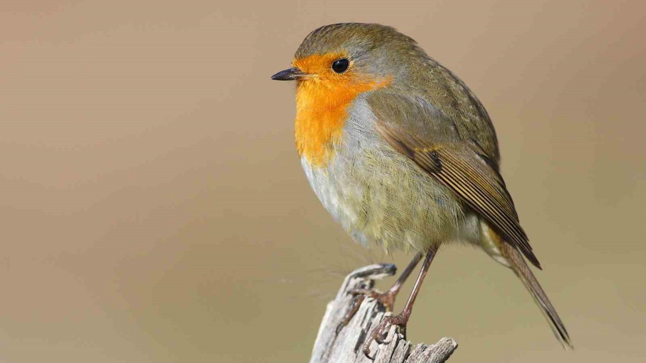 Göçmen kuşların uğrak noktası Türkiye: 2025’te 34 bin 360 kuş halkalandı
