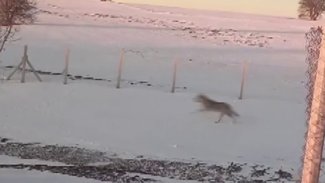 Sürüden ayrılarak mahsur kalan kurt, cep telefonu ile görüntülendi
