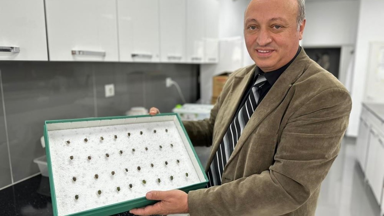 Böcekler cinayetleri aydınlatıyor: Ölüm zamanı ve olay yeri entomolojiyle belirlenebiliyor
