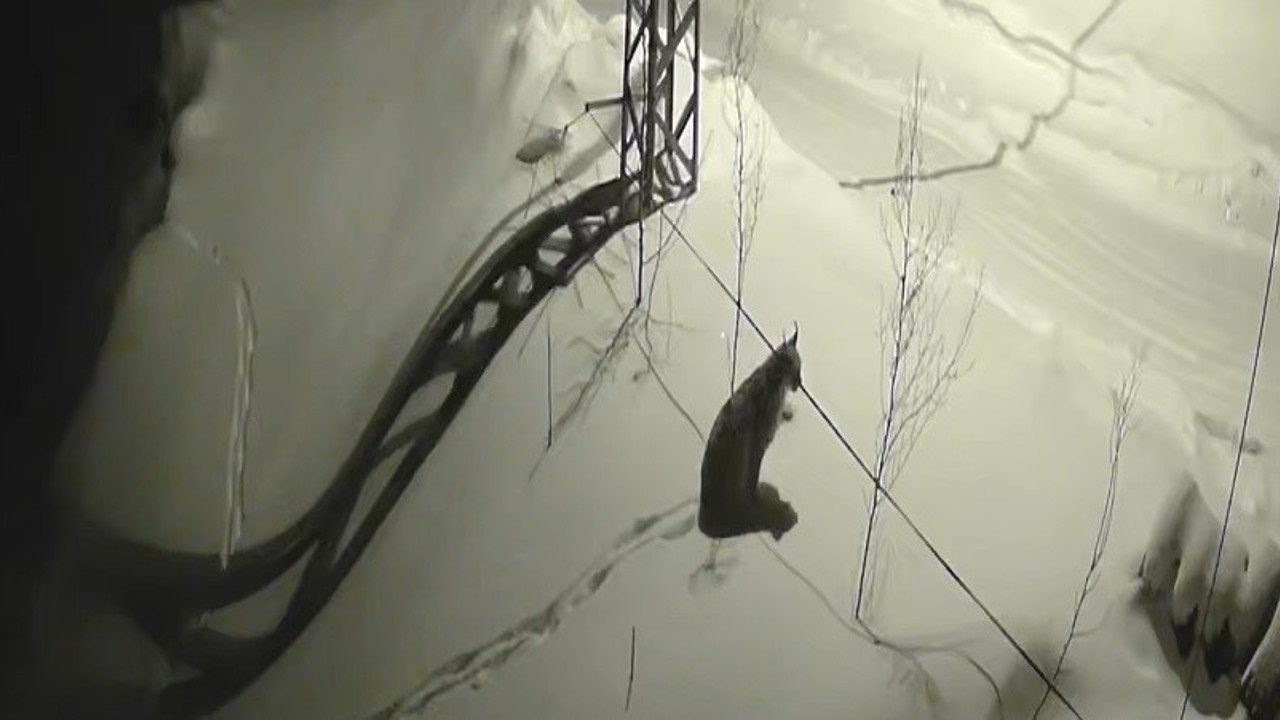 Bayburt’ta köye inen vaşak güvenlik kamerasında: Yol kenarında durup çevreyi izledi
