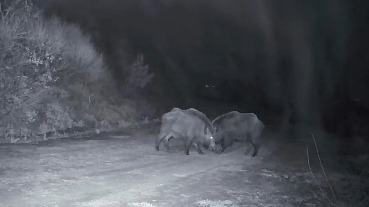 Ganos Dağları’nda domuz sürüsünün kavgası kameraya yansıdı
