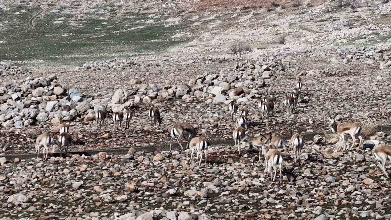 Cudi Dağında ceylan popülasyonu 165’e ulaştı

