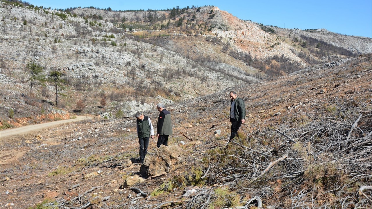 Mersin’de yangın sahalarında doğa yeniden canlanıyor
