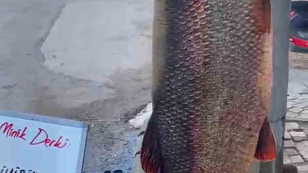 Elazığ’da 97 kilogram turna balığı yakalandı
