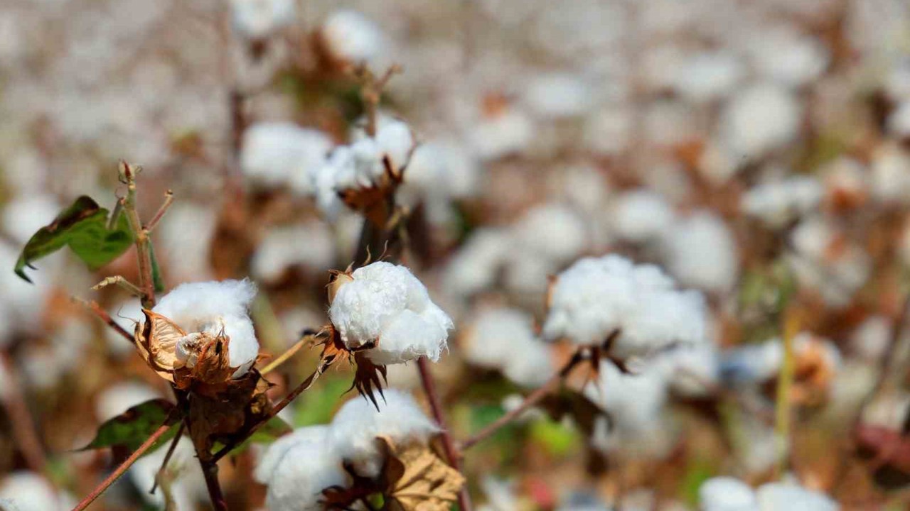 Adana’da pamukta ’pembekurt’ zararlısına karşı uyarı
