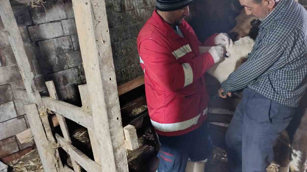 Çarşamba’da şap aşılamaları sürüyor
