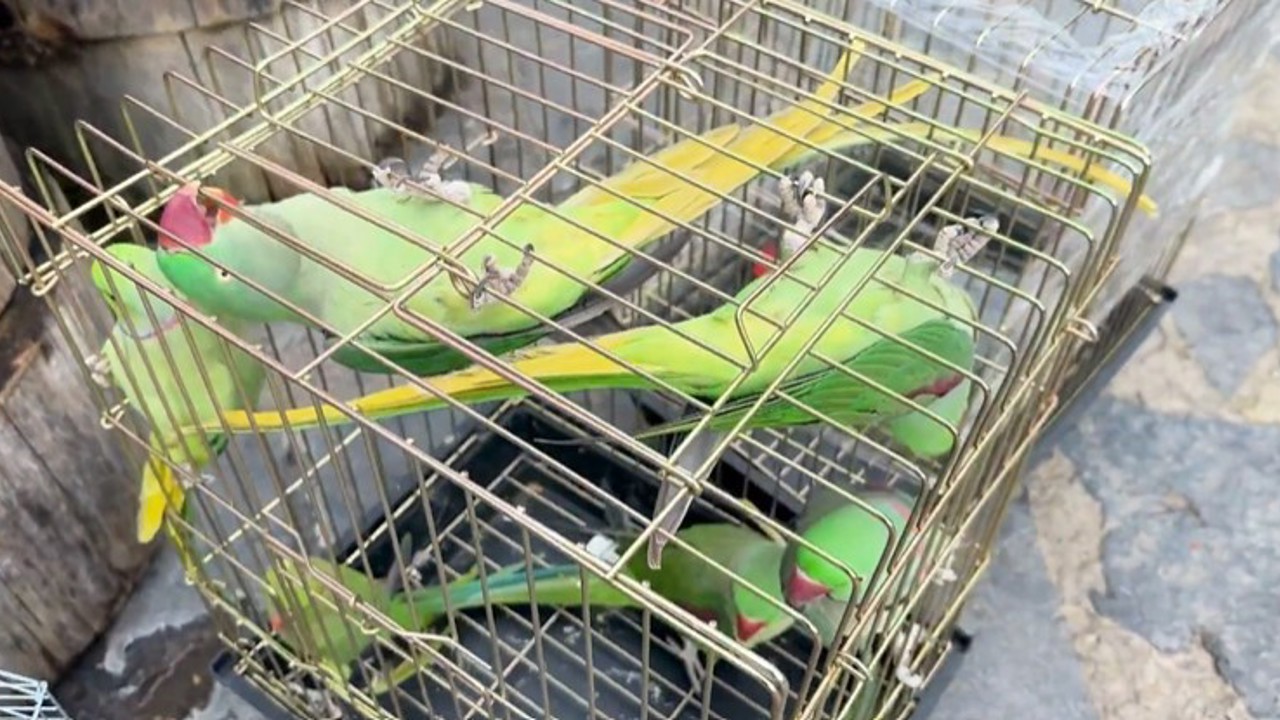 Petshop denetiminde 39 papağana el konuldu
