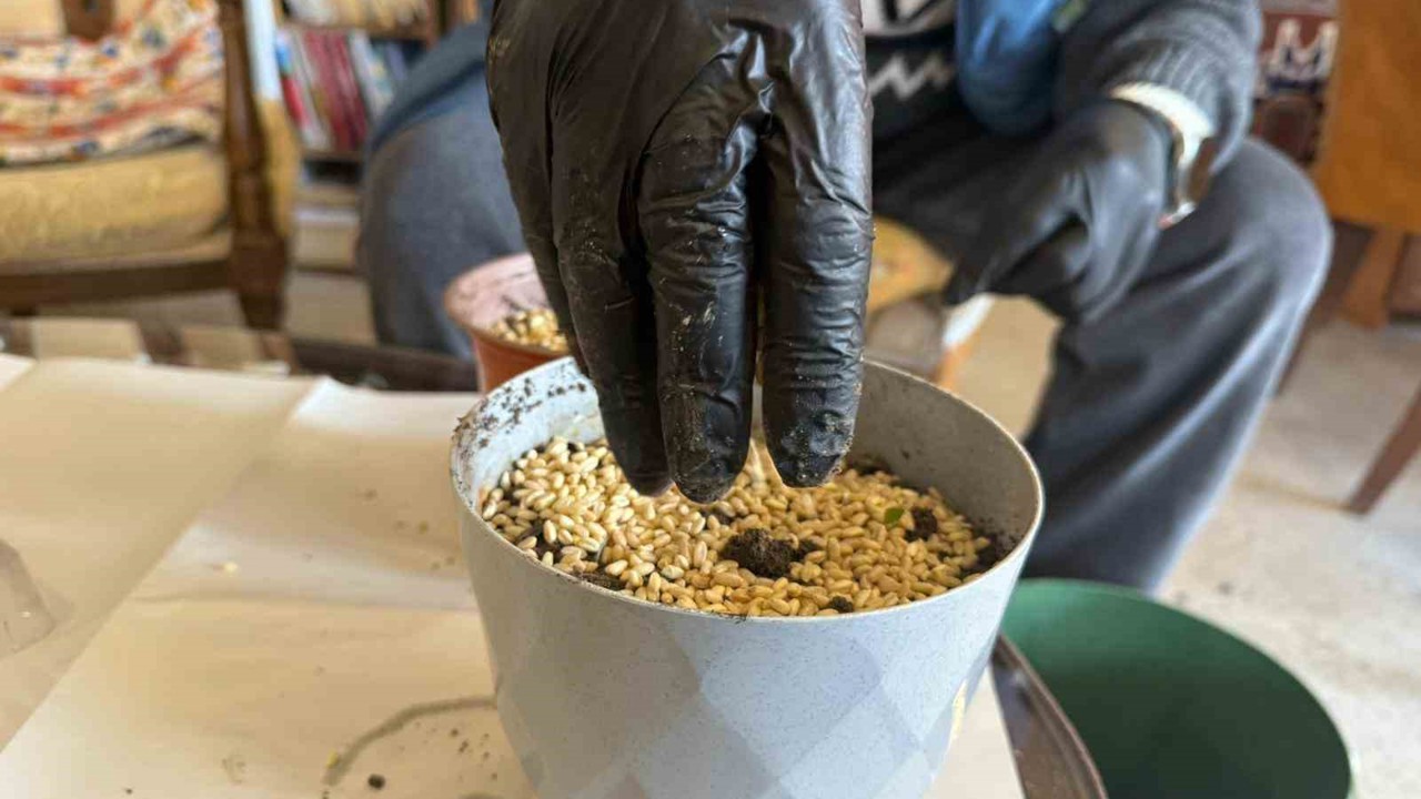 Iğdır’da Nevruz’un simgesi semeniler hazırlanmaya başlandı
