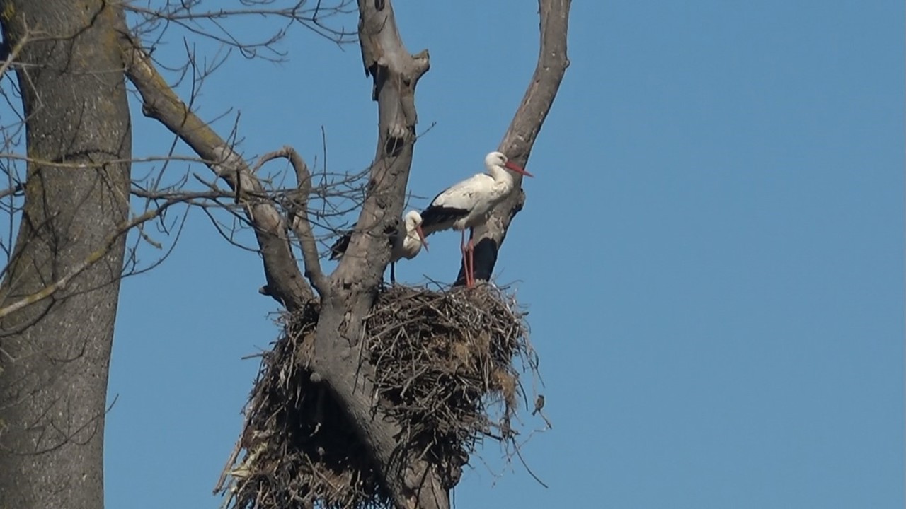 Leylekler baharın müjdesiyle geri döndü
