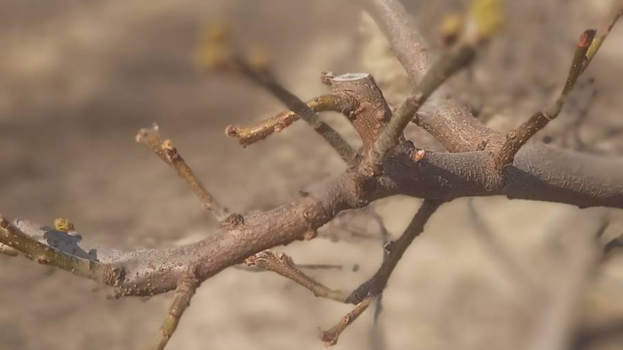 Manisa’da meyve ağaçlarına ateş yanıklığı uyarısı
