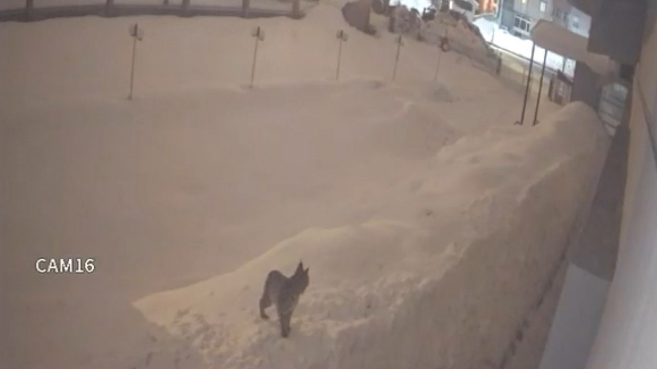 Yüksekova şehir merkezinde vaşak görüntülendi
