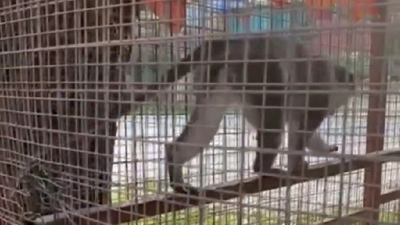 Denizli’de 3 örümcek maymunu ele geçirildi
