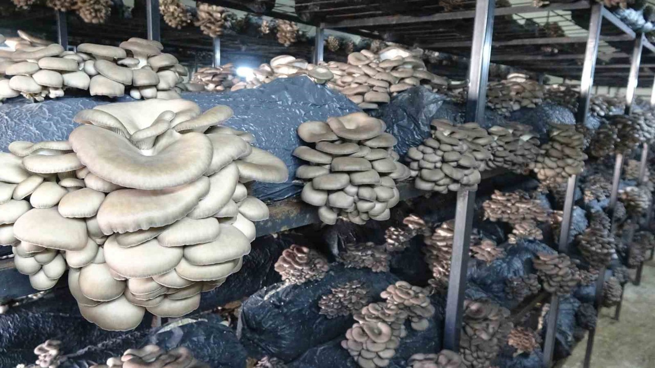 Çarşamba’da istiridye mantarı üretimi artıyor
