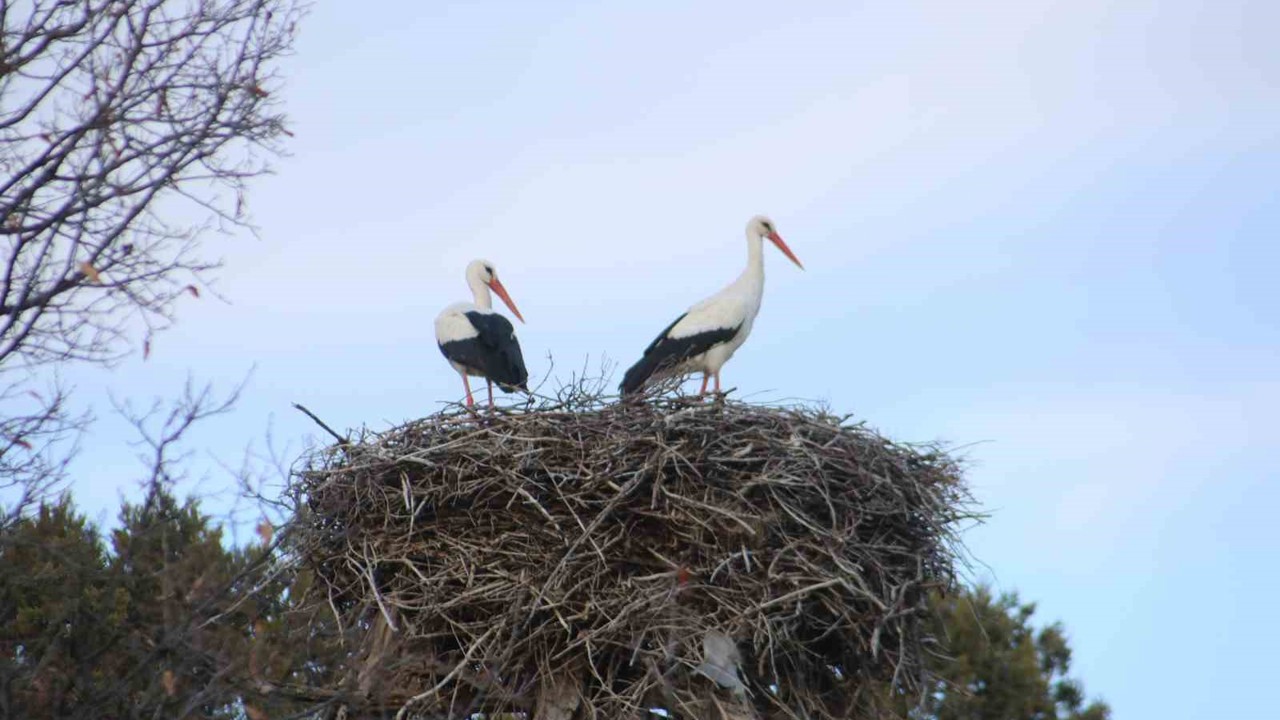 Beyşehir’e bahar leyleklerle geldi
