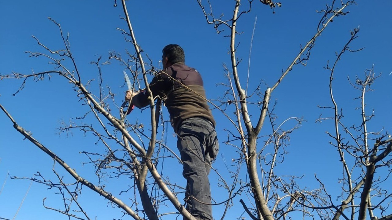 Erzincan çiftçisine ‘budama’ uyarısı
