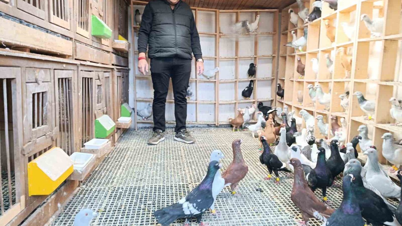 Memurluğu bırakıp güvercin yetiştiricisi oldu, otomobil fiyatına satıyor

