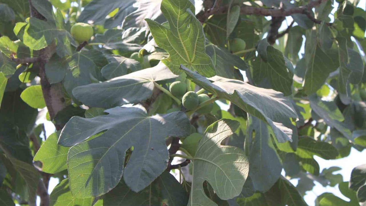 İncir üretiminde yenilenebilir enerjinin etkisi araştırılacak
