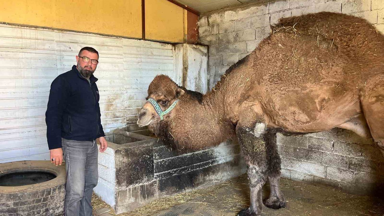 Deve güreşleri iptal edilince develer dinlenmeye çekildi
