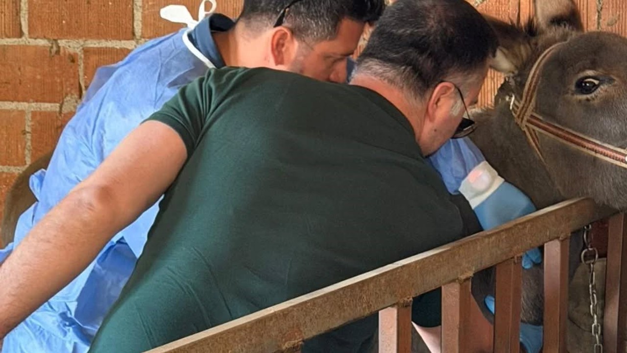 Aydın’da at ve eşeklerden numune alınıyor
