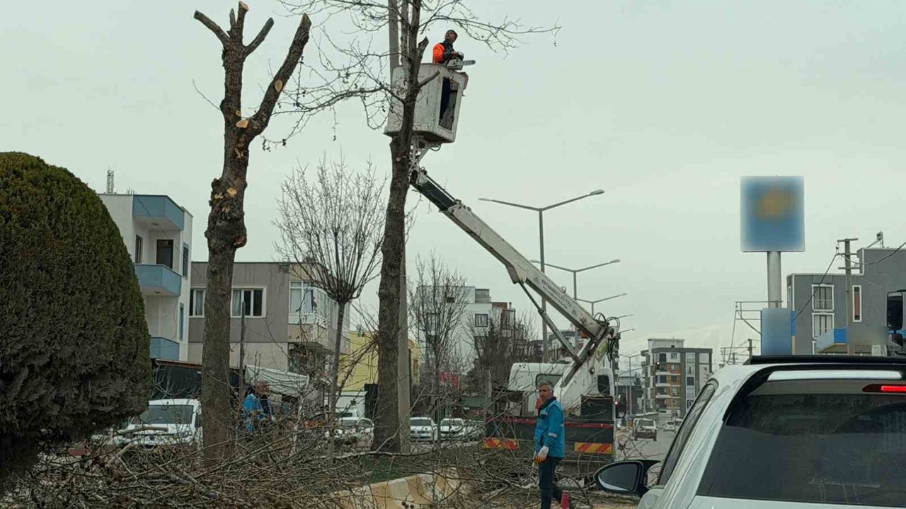 Adıyaman’da refüjlerdeki ağaçlar budanıyor
