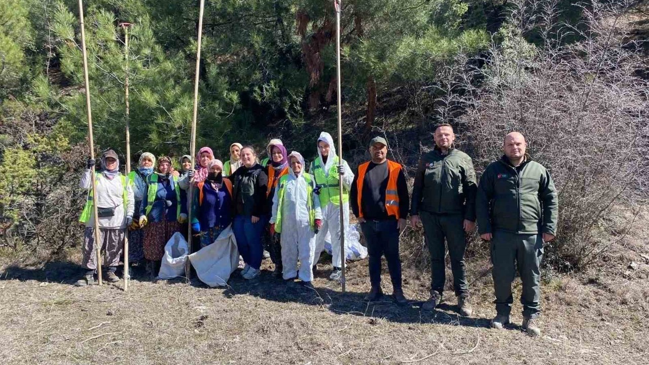 Sinop ormanlarında zararlılara karşı biyolojik savaş
