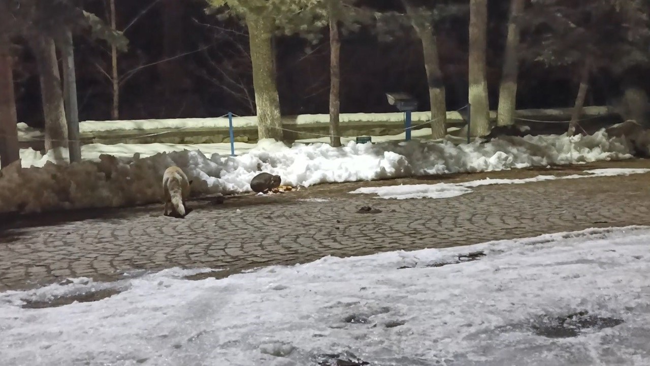 Kars’ta kedi ile tilkinin ilginç karşılaşması kamerada
