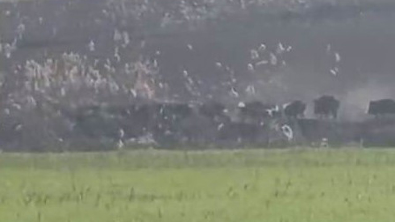 Diyarbakır’da domuz sürüsü görüntülendi
