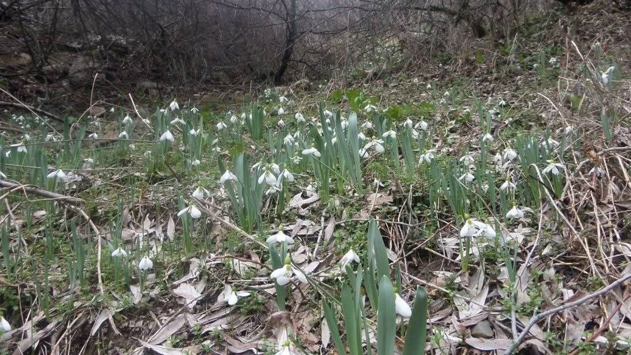 Kütahya Murat Dağı’nda kardelen koparmanın cezası 699 bin 245 TL
