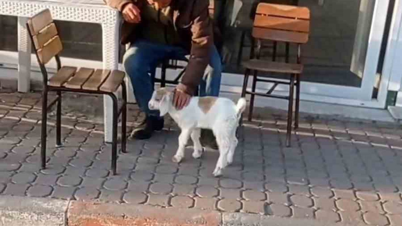 Edirne’de de "keçi ile alışveriş" keyfi
